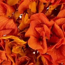 Artikel Konservierte Hortensie orange 60 cm mit grosser Blüte