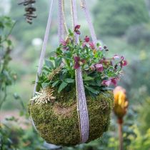 Artikel Indianmoos Waldmoos Grün Natur 2kg