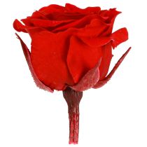 Artikel Konservierte Mini-Rosenköpfe Rot Ø 3 cm 16 Stück für Dekoration