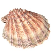 Artikel Echte Jakobsmuscheln natur – maritimer Flair natur 1 kg