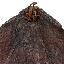 Artikel Kakaofrucht Deko Holz Natur 10-18cm Braun 15 Stück
