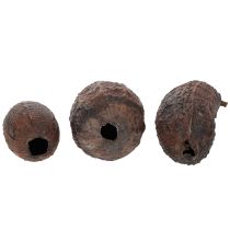 Artikel Kakaofrucht Deko Holz Natur 10-18cm Braun 15 Stück