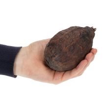 Artikel Kakaofrucht Natur 10-18cm 15St