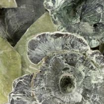 Artikel Kalix Pilz Grün, Weiß gewaschen 100 St