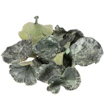 Artikel Getrocknete Kalixpilze Grün-Weiss gewaschen 100 Stück, ca. 3-10 cm, Dekoration & Basteln