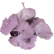 Artikel Getrocknete Kalix Pilze Lila-Weiss gewaschen 3–10 cm 100 Stück