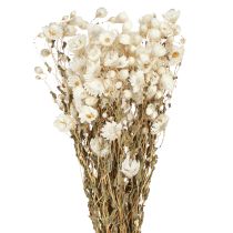 Artikel Kamille Trockenblumen Deko Blumen Weiß Bund 65cm 50g