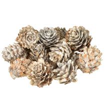 Artikel Kiefernzapfen geweißt Kleine Zapfen Deko im Netz 2,5-3,5cm 500g