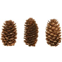 Artikel Kleine Hemlockzapfen Natur Braun 3–4 cm 100 g