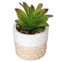 Artikel Künstliche Sukkulenten im Keramik Topf 12,5cm 3St