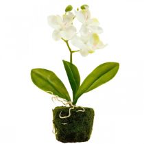 Artikel Künstliche Orchideen Kunstblume Orchidee Weiß 20cm