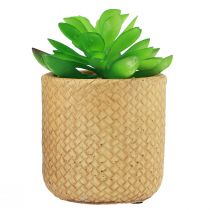 Artikel Künstliche Sukkulenten im Topf, 3-teilig, ca. 10 cm, Beige und Grün