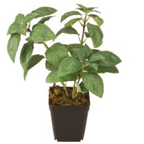 Artikel Künstliches Basilikum im Topf Kräuter in Grün H22cm