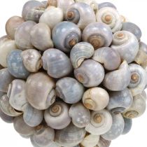 Artikel Dekokugel aus Seeschnecken, Muschelball, Naturdeko maritim, Ø19 cm, violett