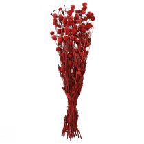 Artikel Trockenblumen Kugelamarant Gomphrena globosa Dunkelrot 45cm 100g