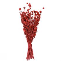 Artikel Kugelamarant Trockenblumen Rot 45cm Gomphrena Globosa Deko 100g