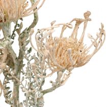Kunstblumen, Nadelkissen Blume, Leucospermum, Proteaceae Weiß gewaschen L58cm 3St