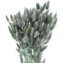 Lagurus Getrocknet Hasenschwanzgras Blaugrün 65-70cm 100g