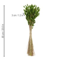 Artikel Lagurus getrocknet Hasenschwanzgras Olivgrün 65–70 cm 75 g Trockenblumen für Dekoration