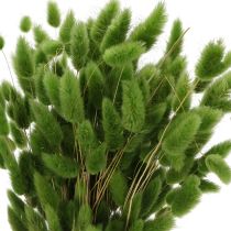 Artikel Lagurus getrocknet Hasenschwanzgras Olivgrün 65–70 cm 75 g Trockenblumen für Dekoration