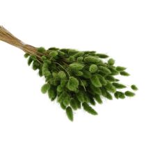 Artikel Lagurus getrocknet Hasenschwanzgras Olivgrün 65–70 cm 75 g Trockenblumen für Dekoration