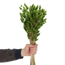 Artikel Lagurus getrocknet Hasenschwanzgras Olivgrün 65–70 cm 75 g Trockenblumen für Dekoration