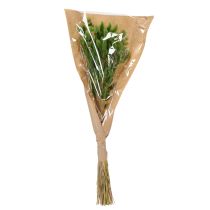 Artikel Lagurus getrocknet Hasenschwanzgras Olivgrün 65–70 cm 75 g Trockenblumen für Dekoration
