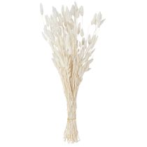Artikel Trockenblumen Lagurus Natur – Flauschiges Hasenschwanzgras in Creme-Weiß 55-70cm 100g