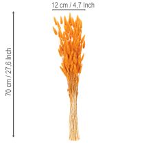 Artikel Lagurus Bund Trockenblumen Samtgras Orange 70 cm 100 g
