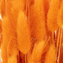 Artikel Lagurus Bund Trockenblumen Samtgras Orange 70 cm 100 g