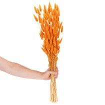 Artikel Lagurus Bund Trockenblumen Samtgras Orange 70 cm 100 g