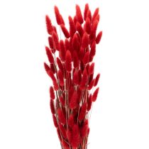 Artikel Lagurus Trockenblumen 70 cm 100 g Rot für Dekoration