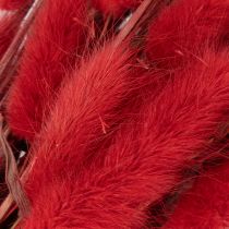 Artikel Lagurus Trockenblumen 70 cm 100 g Rot für Dekoration