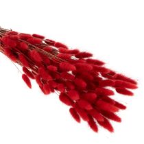 Artikel Lagurus Trockenblumen 70 cm 100 g Rot für Dekoration