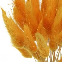 Artikel Lagurus Gelb – Hasenschwanzgras, 40–55cm, Dekogras 25g, Trockenfloristik