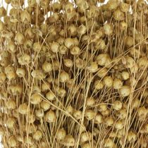 Natürlicher Flachs, Gräser für Trockenfloristik, Linum Naturprodukt 160g
