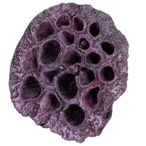 Artikel Lotoskapseln getrocknet Rosa/Weiss gewaschen Ø6-9cm, 50 Stück
