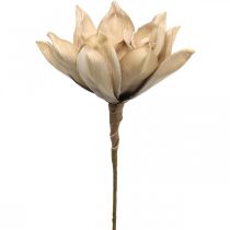 Lotusblume, Lotusblüte Deko, Kunstpflanze Beige L66cm