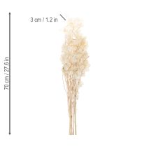 Artikel Lunaria Trockenblumen Silberblatt Natur getrocknet 60–80cm 30g