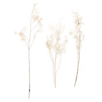 Artikel Lunaria Trockenblumen Mondviole Silberblatt getrocknet 60-80cm 30g