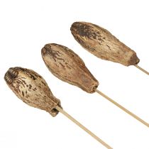 Artikel Mahagoni-Schoten Naturtrocken Deko 45 cm 50 Stück