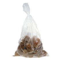 Artikel Maritima Zapfen aus Holz 10-15 cm Creme-Vanille 25 Stück für Dekoration und Basteleien