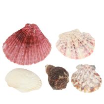 Artikel Maritime Deko Muscheln Mix im Netz Bunt 3,5-6cm 300g × 3St