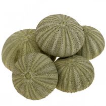 Artikel Maritime Deko Seeigel Deko Grün Sommerdeko Ø5-6cm 15 St
