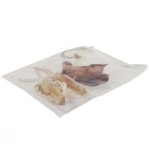 Artikel Maritimer Dekohänger Muschel Seestern Ø10–12cm 40cm