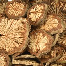 Artikel Mini Holzscheiben Betelnuss Deko mit Maserung 1-4,5cm 300g