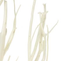 Mitsumata Zweige Weiß 34-60cm 12St
