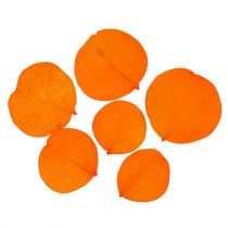 Monetablätter Apricot 50g