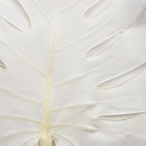 Artikel Gebleichte Monstera-Blätter Naturdeko Fensterblatt 40cm cremeweiss 5 Stück
