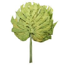 Artikel Dekorative Monstera-Blätter für Boho- und Urban-Jungle-Dekoration